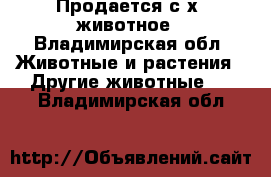 Продается с.х. животное - Владимирская обл. Животные и растения » Другие животные   . Владимирская обл.